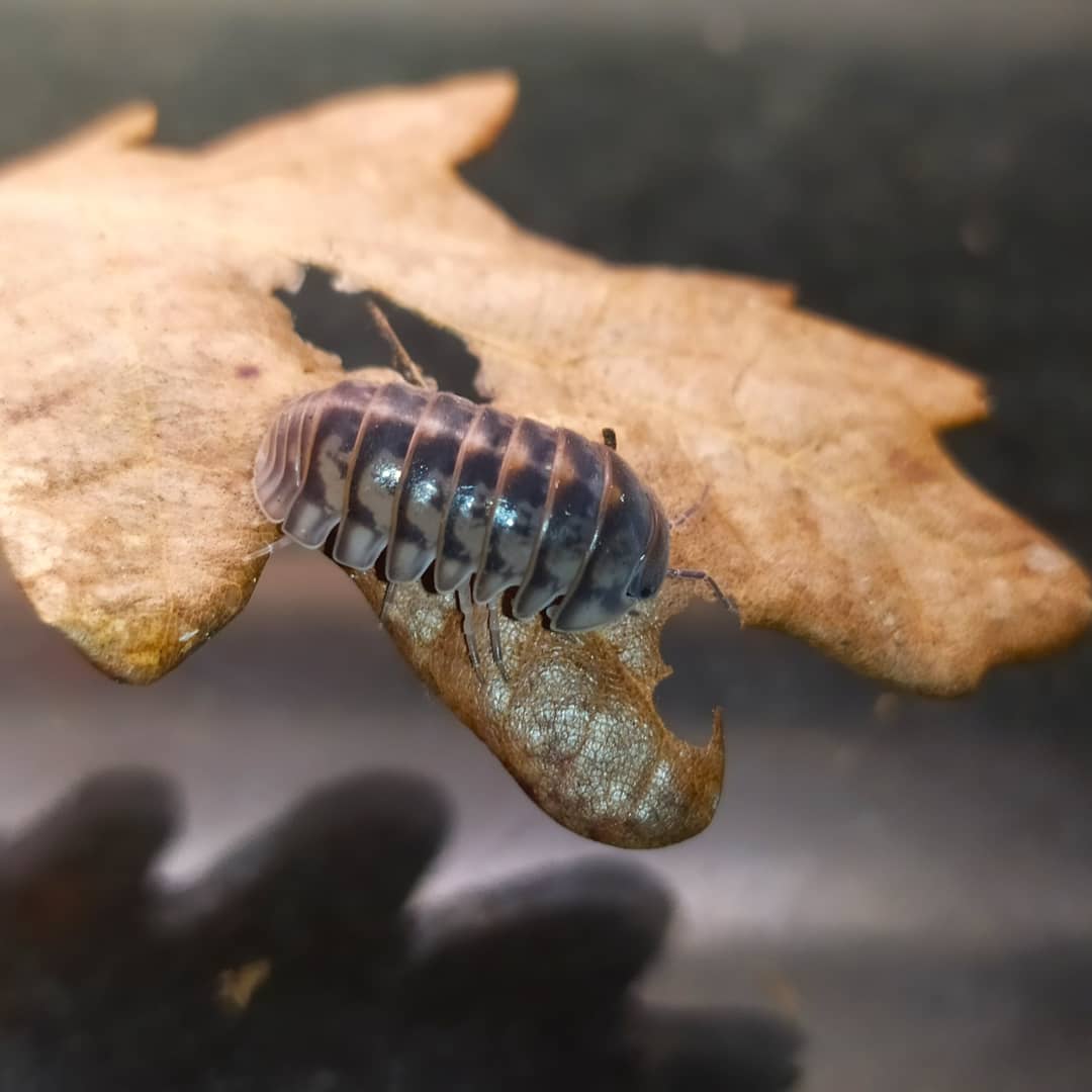 InvertebratesOf's tweet photo. Armadillio officinalis "lsrael"

#animals #animal #fauna #pet #zoology #entomology #bug #invertabrate #arthropod #arthropods #arthropoda #insect #insecta  #terrarium #vivarium #terraristik #cb #bioactive #nature #woodlice #isopod #isopods  #micro #armadillo #israel #czech #虫 https://t.co/mX3H3Sbdgw