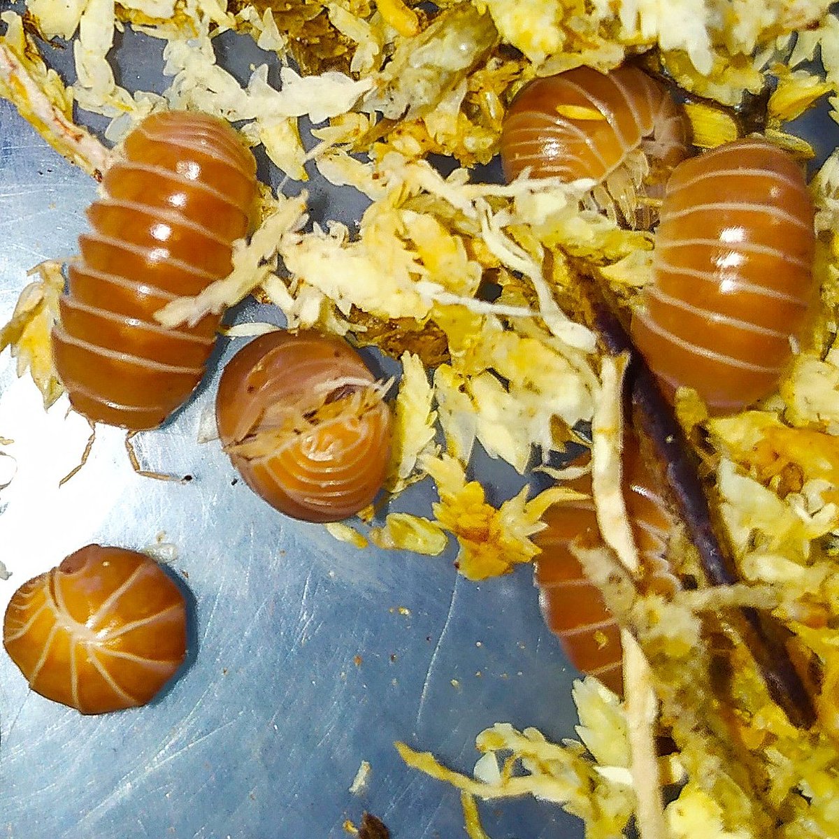 InvertebratesOf's tweet photo. Armadillio officinalis "Brick red"

#animals #animal #fauna #pet #zoology #entomology #bug #invertabrate #arthropod #arthropods #arthropoda #insect #insecta  #terrarium #vivarium #cb #bioactive #nature #woodlice #isopod #isopods   #micro #armadillo #red #spain #czech #鼠妇 https://t.co/lSeIBtynYr