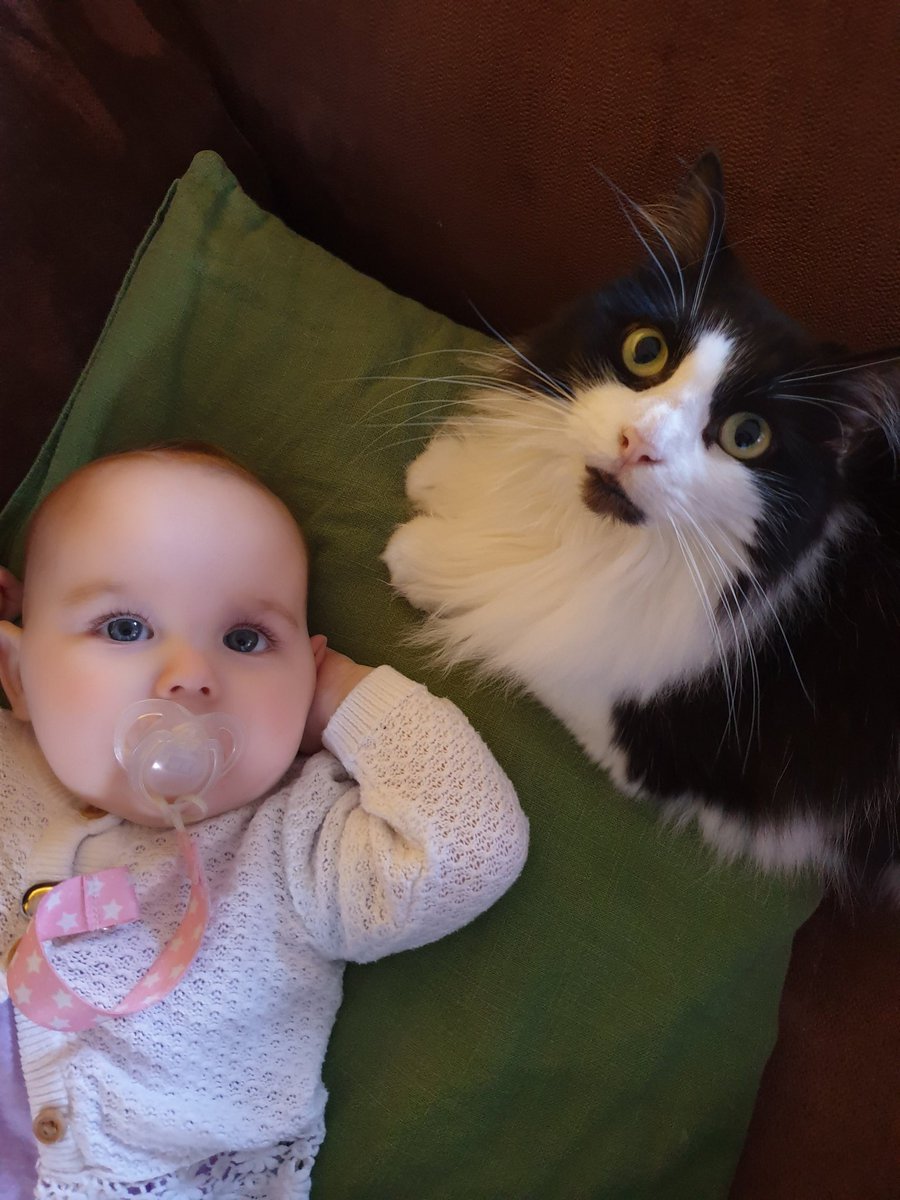 zigzagandstripe's tweet photo. Me and my little hooman https://t.co/059Vwwh1Xd