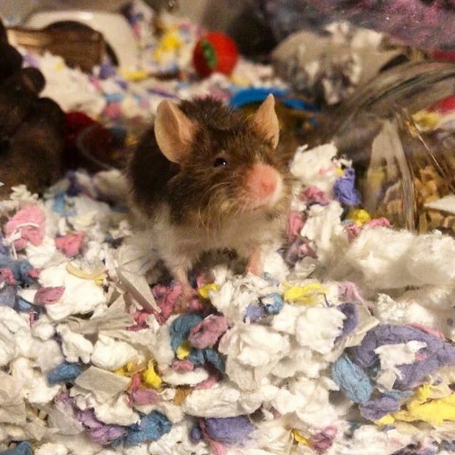 carefreshpets's tweet photo. Love this cutie snuggling into carefresh white mixed with confetti 🎉

Photo submitted by: @evarawrrr https://t.co/VjeVp2WCnD https://t.co/4W5saAicTG
