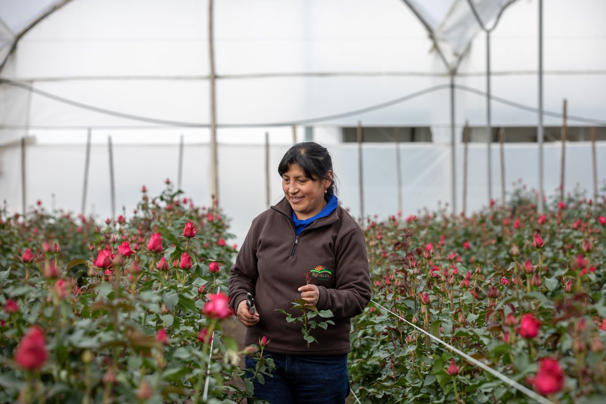 "Delight your loved ones with a 24-stem bunch of roses while also supporting the farm workers who grow Whole Trade florals..." Oh, and did we mention its 2-dozen for $19.99?!🌹

Valentine's Day, but make it sustainable (and affordable). 

More info?👉 bit.ly/2uq4FEy