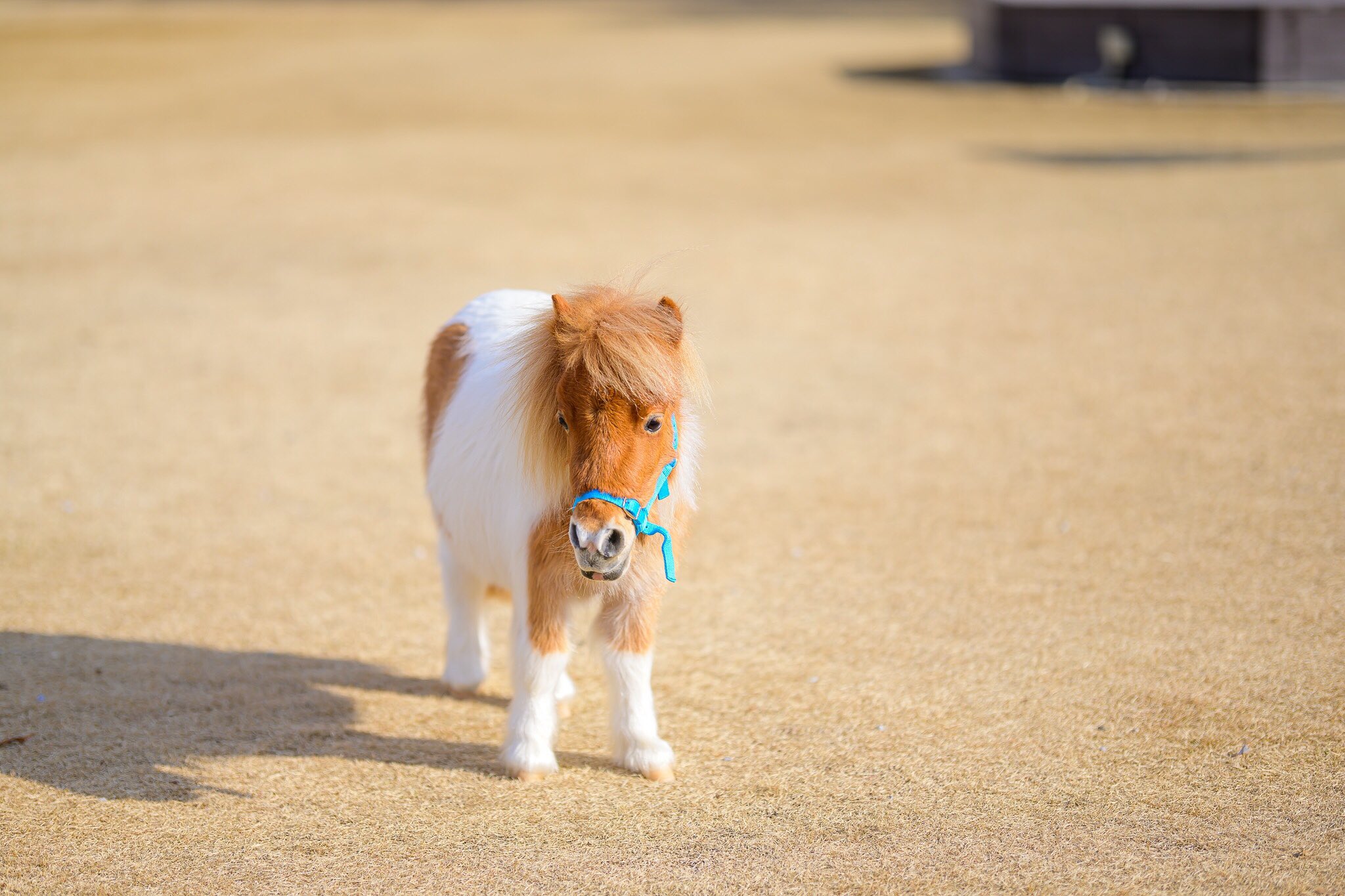 渋谷陽 馬主なのにミニチュアホース飼う人 ミニチュアホースを飼う の続き 飼育の様はまたそのうちに書きます ミニチュアホースを飼いたい方がいらっしゃれば出来る話の範囲でご指南させて頂きますが ネットで販売してる所などの生産牧場さんのｈｐは