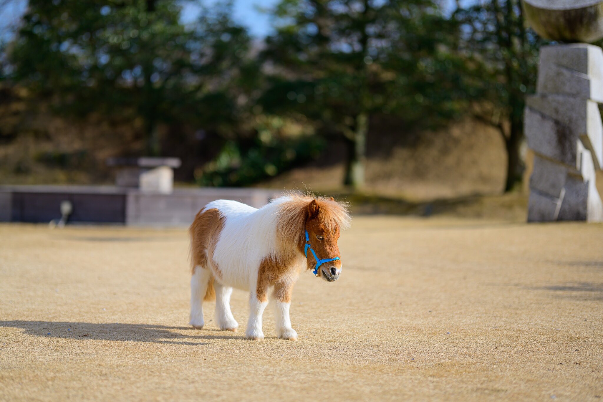 渋谷陽 馬主なのにミニチュアホース飼う人 ミニチュアホースを飼う の続き 飼育の様はまたそのうちに書きます ミニチュアホースを飼いたい方がいらっしゃれば出来る話の範囲でご指南させて頂きますが ネットで販売してる所などの生産牧場さんのｈｐは