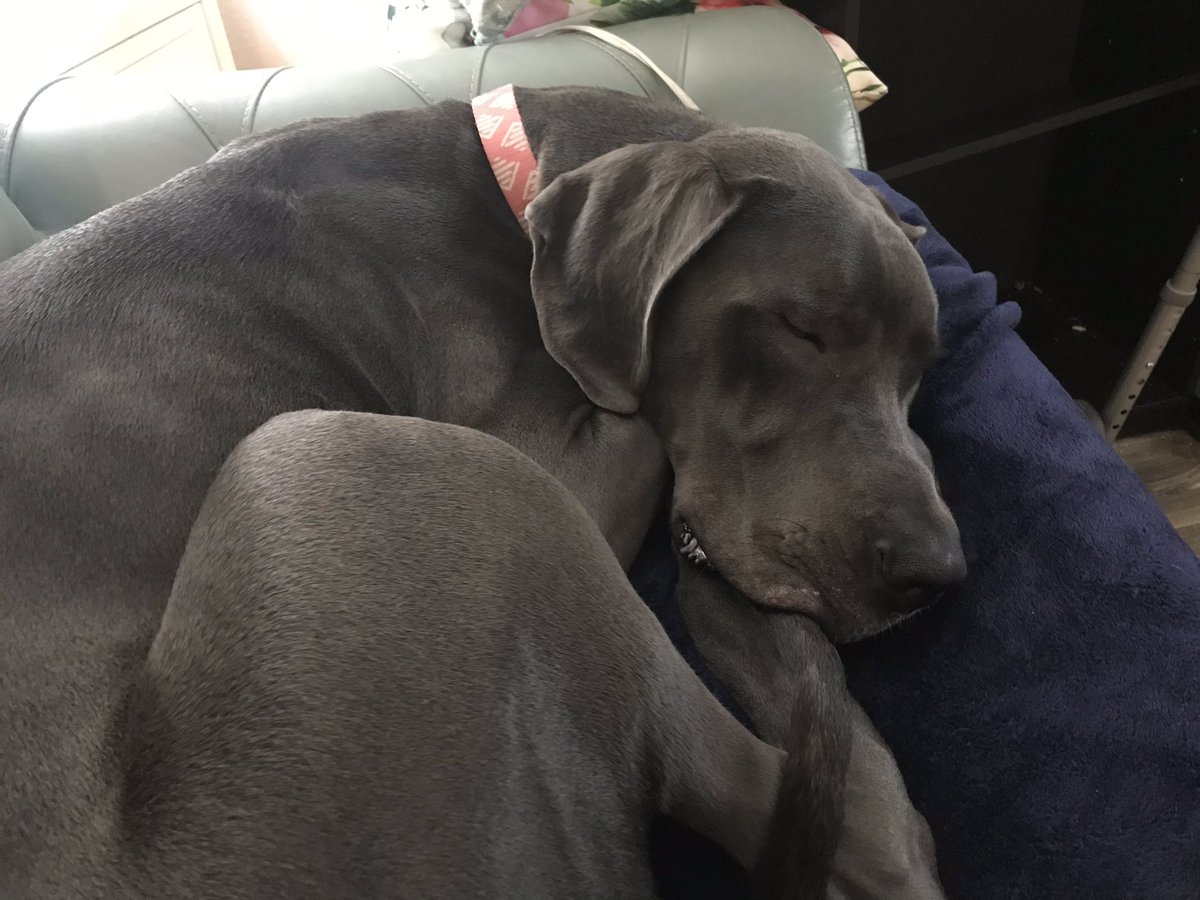 It’s hard to believe that this little girl is 9 months old and and 93 lbs today. 
She now takes up a 3rd of the couch. LOL 😬

#greatdane #greatdanesofinstagram #servicedog #mobilityservicedog #spoonie #mswarrior #cbd

@tlcpetsnip @dogbarstpete @stpetersbark @valorservicedogs