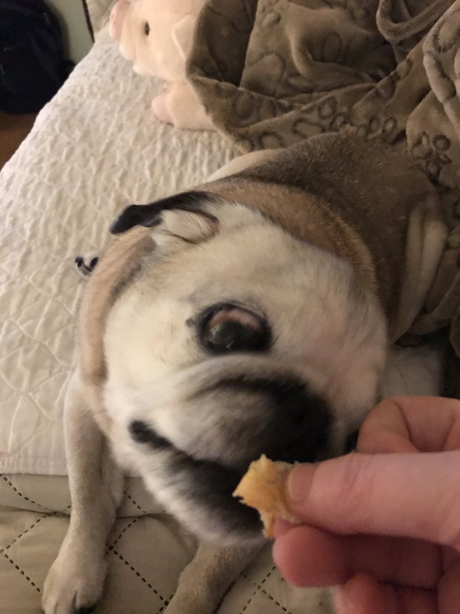 PetuniaMaePug's tweet photo. Hand over the crescent roll lady! 🤣 #notapoiled https://t.co/tK9aJGA1OZ
