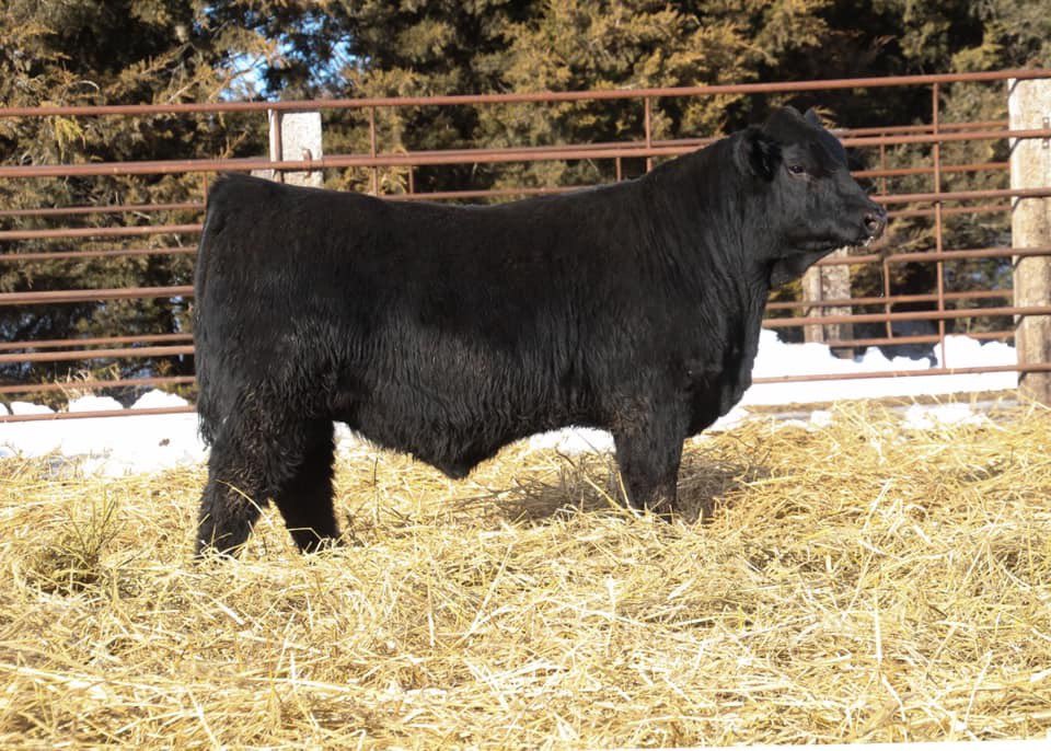 Kaitlyn Mason (@kmason2013) on Twitter photo LSS Gladiator 369G.
ASA #3650685
Gladiator is 5/8 Sim, sired by The Rock out of a Dream On daughter. Come see him at Mason Angus and SimAngus annual sale on Saturday March 7, 2020 at Broken Bow Livestock. <a href="/ASASimmental/">American Simmental</a> <a href="/AngusAssoc/">American Angus Association</a> <a href="/NeCattlemen/">Nebraska Cattlemen®</a> LSS Gladiator 369G.
ASA #3650685
Gladiator is 5/8 Sim, sired by The Rock out of a Dream On daughter. Come see him at Mason Angus and SimAngus annual sale on Saturday March 7, 2020 at Broken Bow Livestock. <a href="/ASASimmental/">American Simmental</a> <a href="/AngusAssoc/">American Angus Association</a> <a href="/NeCattlemen/">Nebraska Cattlemen®</a>