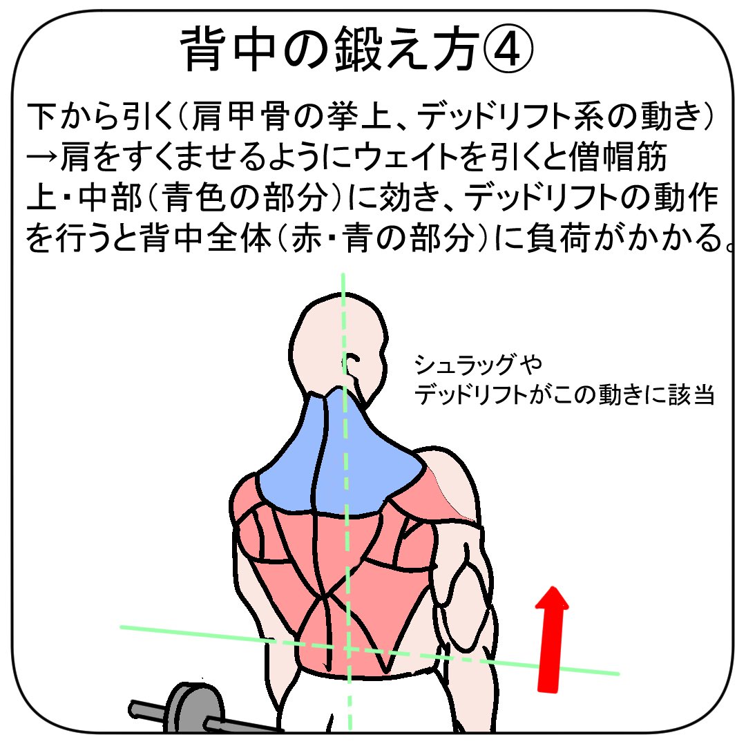 【背中トレの考え方】

背中の筋肉はウェイトを引く動作によって鍛えられます。
そして背中には走行が異なる多くの筋肉が存在するので、満遍なく鍛える為には様々な方向からウェイトを引く必要があります。

「引く方向が偏ってるかも…」という方はメニューを見直すと更に成長出来るかもしれません！