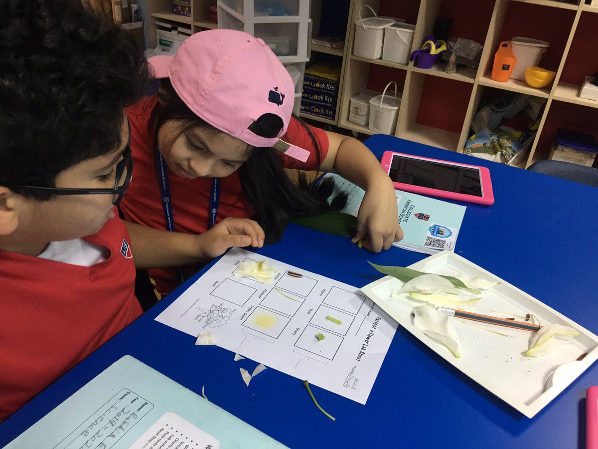 Grade 4 | CAS Dubai tweet media