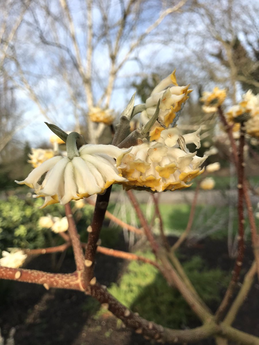 nthnbeebooks's tweet photo. Winter bushes for bees! 🐝 This sweet smelling Edgeworthia chrysantha is perfect for bees at this time of year, while food is still sparse. #plantsforbees https://t.co/2ymK0eSpu5