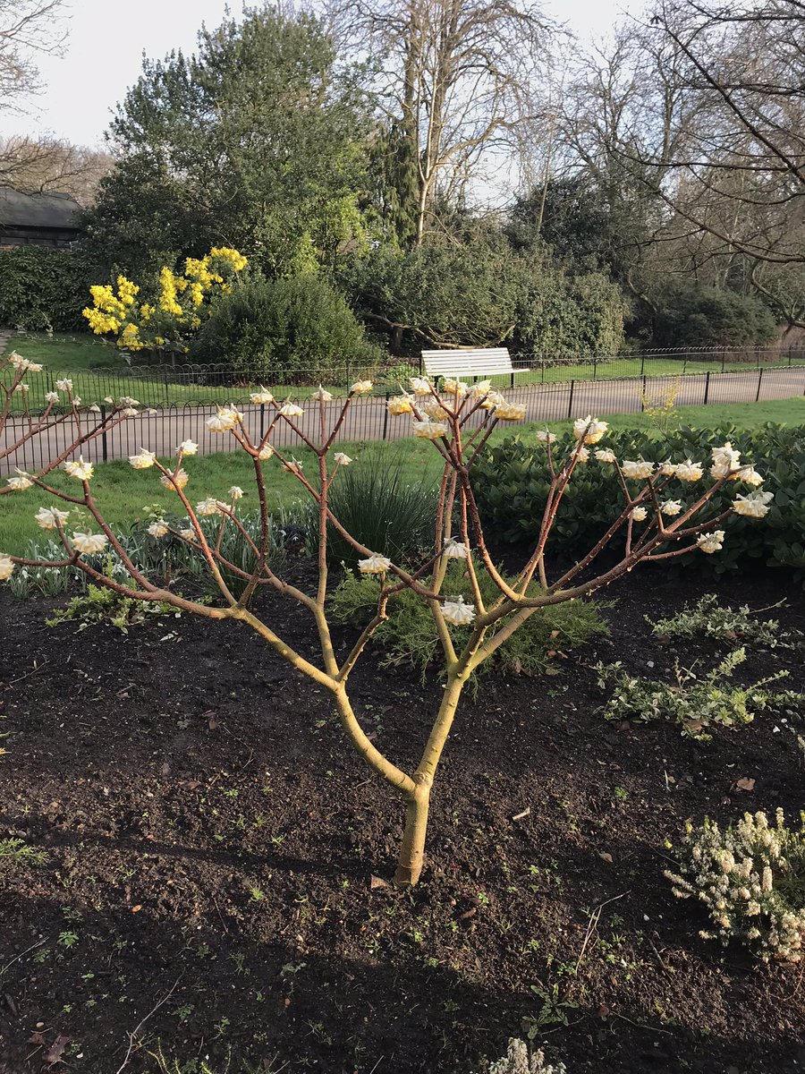 nthnbeebooks's tweet photo. Winter bushes for bees! 🐝 This sweet smelling Edgeworthia chrysantha is perfect for bees at this time of year, while food is still sparse. #plantsforbees https://t.co/2ymK0eSpu5