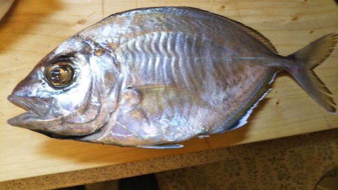 カイワリの特徴 見分け方 写真から探せる魚図鑑