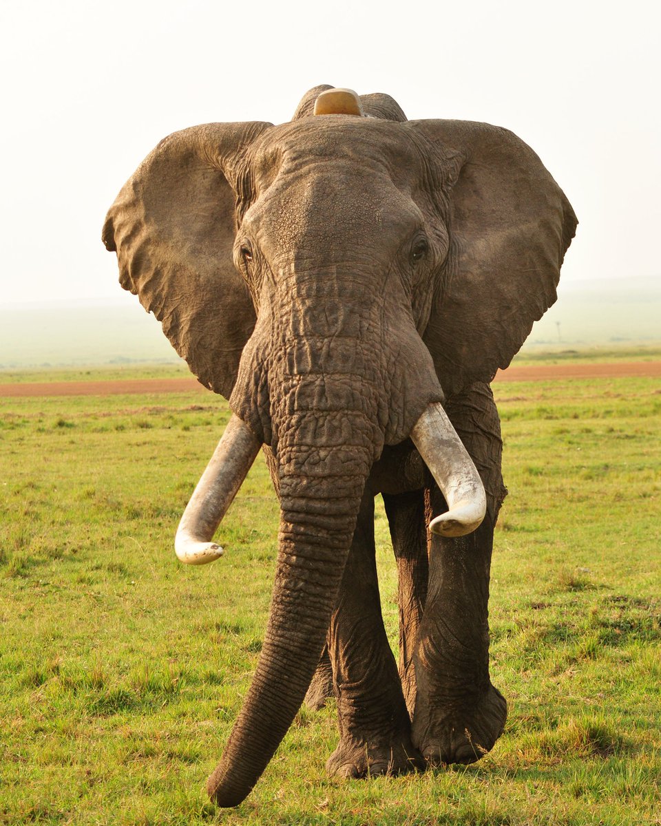 SophTaylorPrice's tweet photo. Today we mourn Tim, one of the few remaining mighty Tusker elephants. A great icon of Kenya, the Masai Mara and conservation. Meeting him in the wild was a moment of regal awe. #timtheelephant https://t.co/JqvlyLsT2K