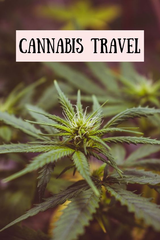 We'd like a world where cannabis is celebrated globally and lighting up is not only the norm but encouraged as a post of economic power and a traveler's itinerary. 
<a href="/Dvibz/">Miz D</a> answers: what is the future of cannabis tourism? 
With host <a href="/nicolledoublel/">Nicolle Hodges</a> 
podcasts.apple.com/ca/podcast/42-…