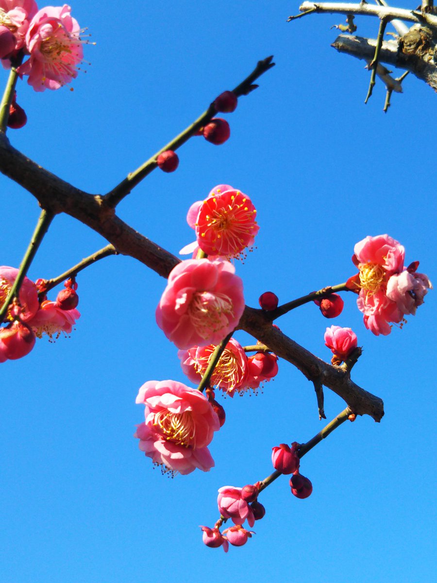 寒さの中…
可愛く咲く紅梅🌼😘
ほのかに甘い香りも放出中💨
今日は気温が上がらない様💦
寒さで体調崩されぬ様…
お仕事の方…後安全に✨
お休みの方…素敵な１日を✨

Have a nice day🍀☮️🐦

#花 #紅梅 #イマソラ
#空が好き