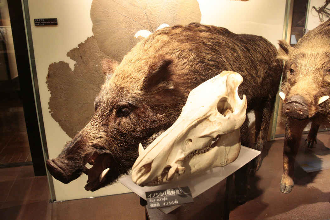 本日（2／6）の開館時間】 ／ #上野のかはく 🐗 本日の開館時間は 9時