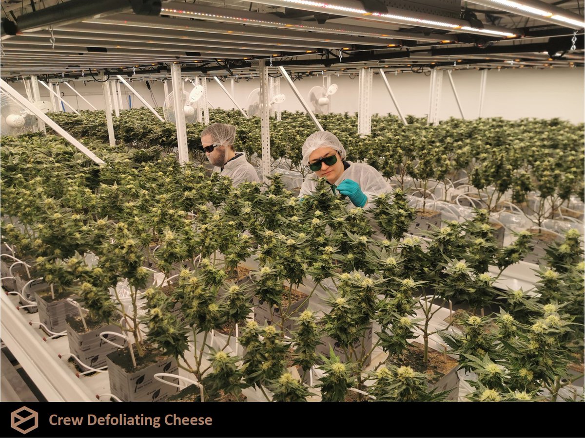 SugarBudCGC's tweet photo. Week 5 of Sugarbud’s inaugural grow. #Cheese, #GarlicZ #OGKush, and the elusive #Pre-Nup. #sugarbud #sugr #selectbatch #connoisseurcannabis #OG #cultivatingexperiences #albertacannabis  #dreamteamsugarbud https://t.co/4NSLXhD8RB