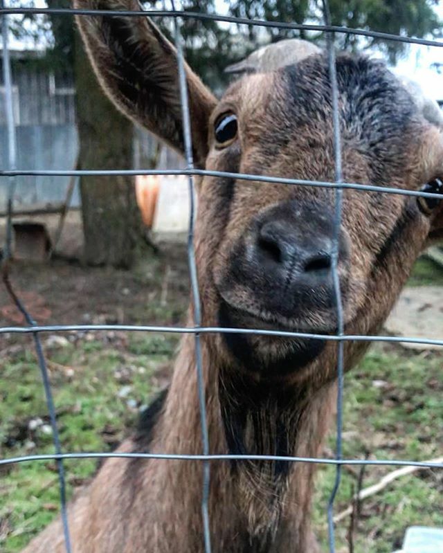 mexicanada82's tweet photo. 🐐 #goat #farmanimal #brown #ears #cute https://t.co/ykINxpotmm https://t.co/0N7DdX3kIl