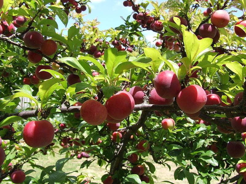 Rhythmix1's tweet photo. The Alameda Backyard Growers are hosting a workshop on #permaculture. Alameda residents who participate in the work shop can receive a coupon, which is worth $25 off any tree from Encinal Nursery. Get more info here: https://t.co/sLcHQiUbmd
#gardening #eastbay #bayarea #alameda https://t.co/Ln0ID2NiOF