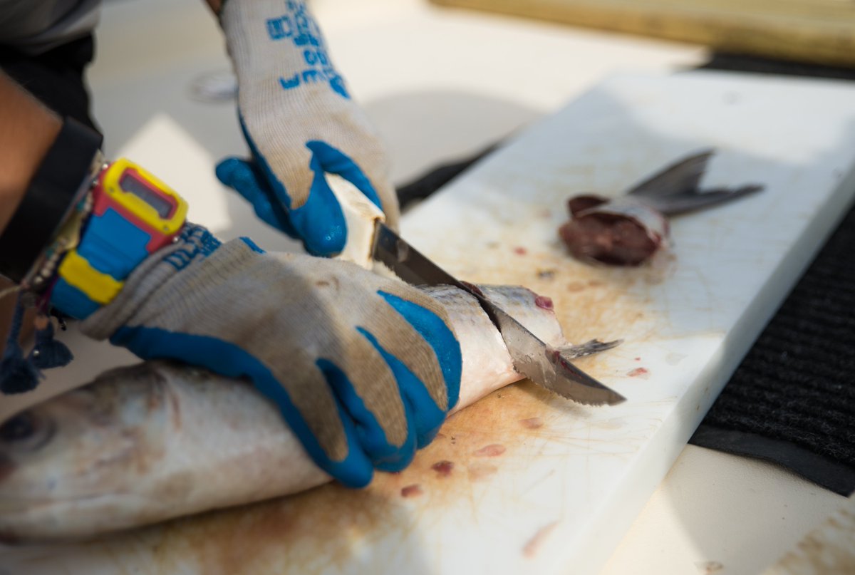 @elasmograce cuts up a striped mullet in preparation for a bottom longline survey in the indian river lagoon.