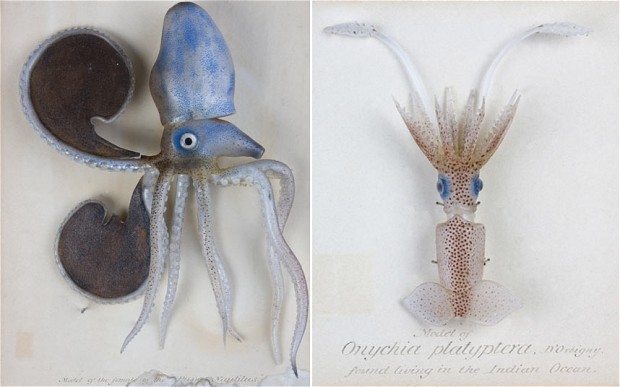 Liz__Bastos's tweet photo. "Encounters on the hero's journey." #InterpretingTheBlaschkaMarineInvertebrateGlassModelsforEnglishMajors #scicomm #sciart #scihumor https://t.co/6Kma4ph1Kv