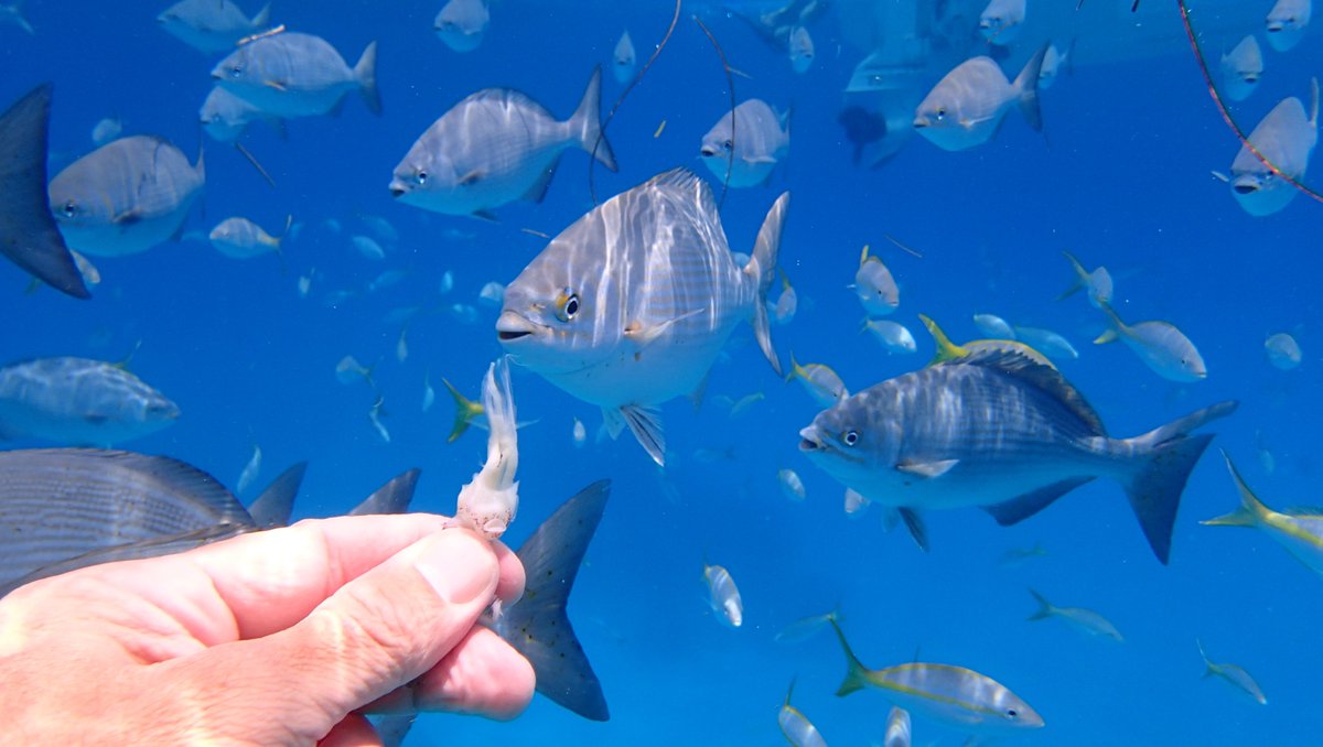 Snorkel local reefs via a private charter boat. Add hours to combine with other activities &amp; locations.. Call or text 305-900-7350
#islamorada #islamoradasandbar #1stMateClaire #keyslife #aquablueadventures #adventuresinparadise #vitaminsea #seastheday #islamoradatimes
