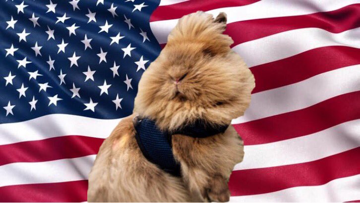 Bebe_the_bunny's tweet photo. Why I would make a great president:
-kinda look like the current president
-would never go in a peach
-would do ALL of the politics
-I like America
-free treats for eveybunny
-yes
#Bebe2020 #ImpeachedPresident #ImpeachmentTrial #iowacaucases #idontknowwhatpoliticsare https://t.co/bDYdWWXogf