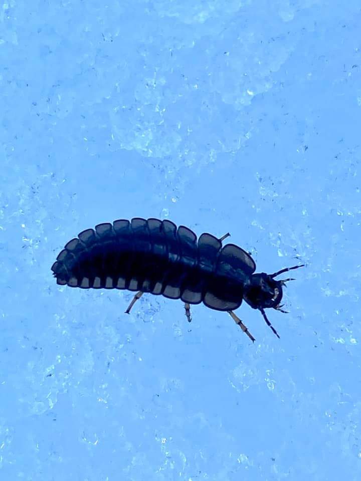 DirtyshoelaceX's tweet photo. What kind of bug is this?! Northern British Columbia, Canada. @InsectsUnlocked @InsectNews #whatbugisthis #whatinsectisthis #Insect #insectidentification #helpme https://t.co/5fU82AcK2f