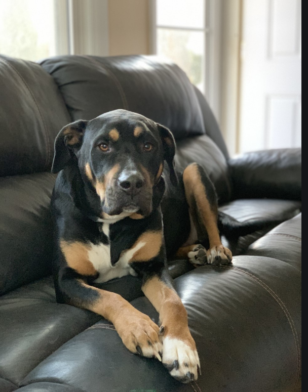 ReadySlcs's tweet image. Over 100 South Lyon East 9th-12th grade students attended Career Hour.  Thank you to our guest speakers from: the FBI, South Lyon Animal Clinic, the Marines, Ellie &amp;amp; JoJo Digital Marketing, CCS, LTU, Grace Behavioral Health of MI (w/therapy dog, Max) and Lyon Twp Fire Department