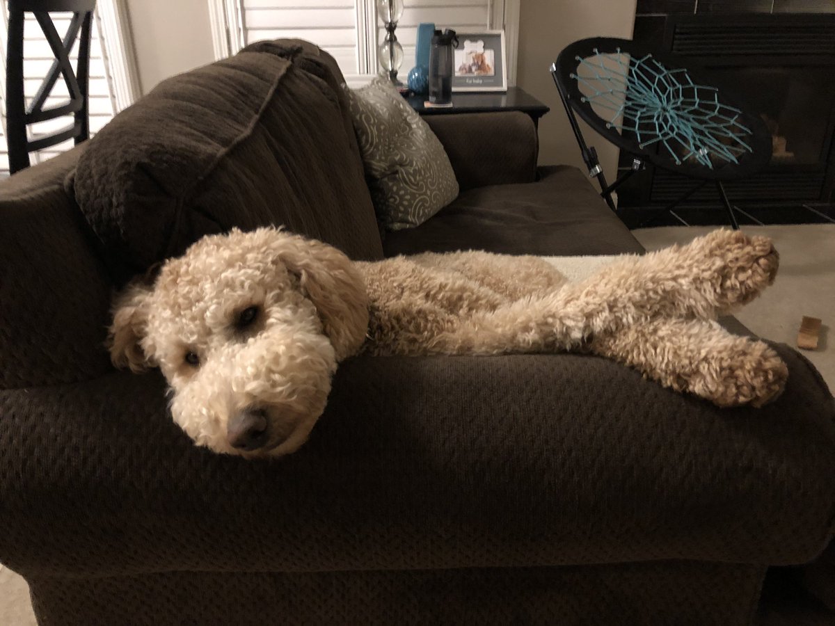 maddyhiggss's tweet photo. @dog_feelings https://t.co/oqRdsbCIZj