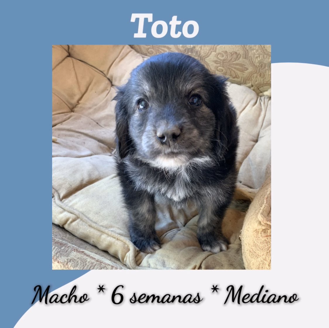Lindos cachorritos en adopción, rescatados del cementerio de Colina. Están desparasitados y con su primera vacuna. Si quieres adoptar, llena nuestro formulario: form.jotformz.com/83233916868670