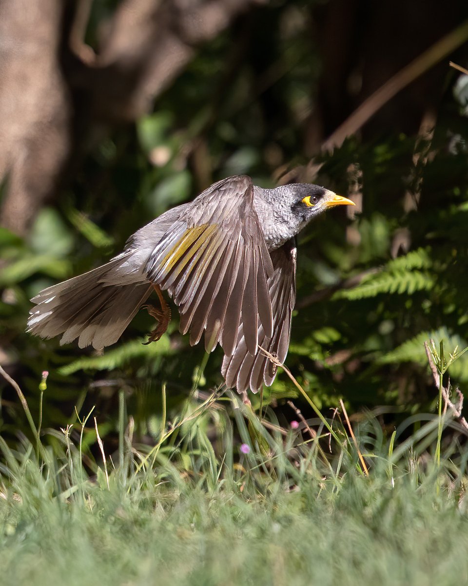 Noisy miner taking off!

#noisyminer #birds #nature  #wildlife #birdphotography #naturephotography #birding  #bestbirdshots #thebirdingsquad #nuts_about_birds #birds_captures #birdwatching #birdlovers #birds_adored #best_birds_of_world #bb_of_ig #planetbirds #abcmyphoto