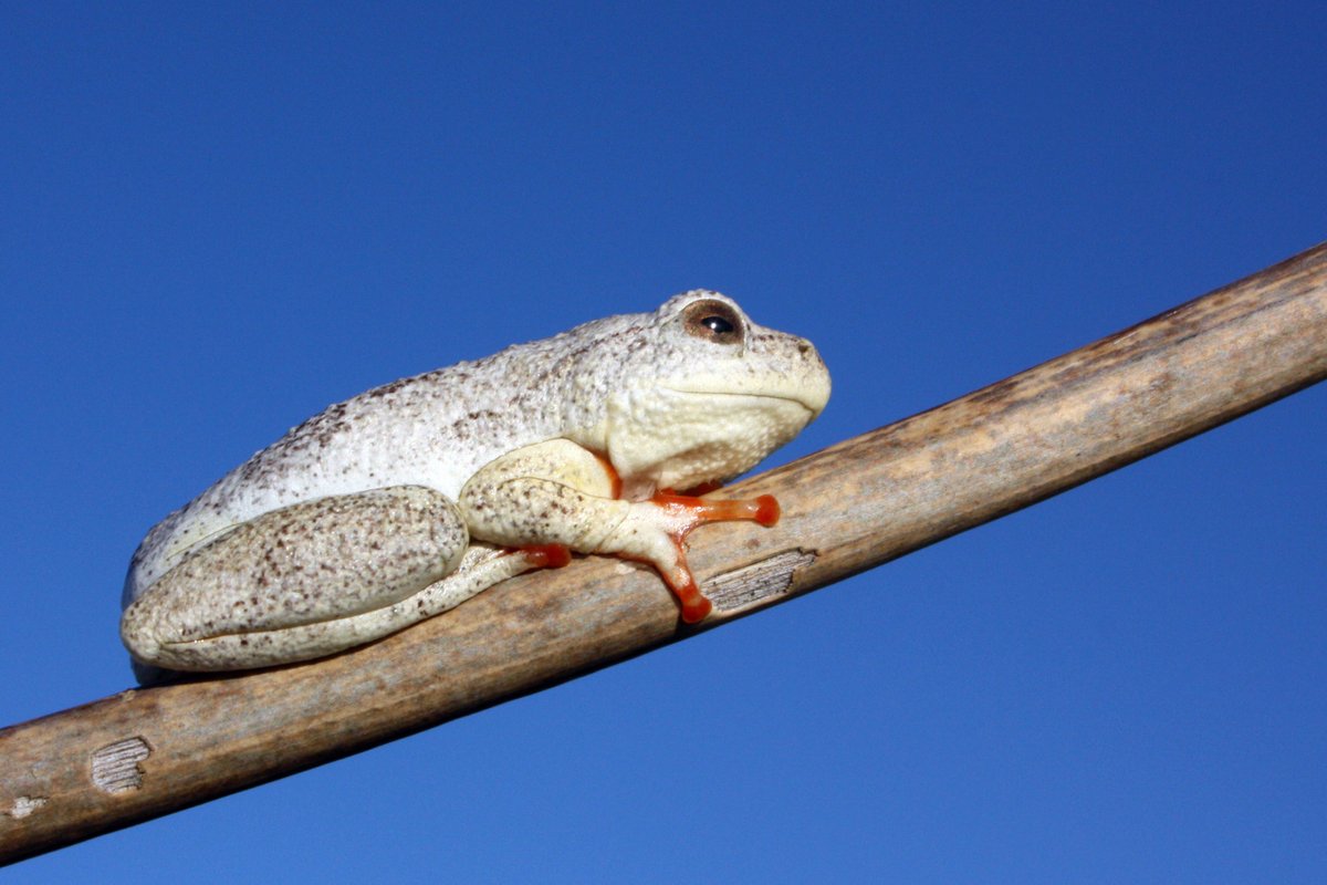 A painted reed frog resting on a tree branch facing the right. Its skin is white with dark brownish-black speckles. Its limbs are drawn closely into its body. The viewer is looking up at the frog and the blue sky is in the background.