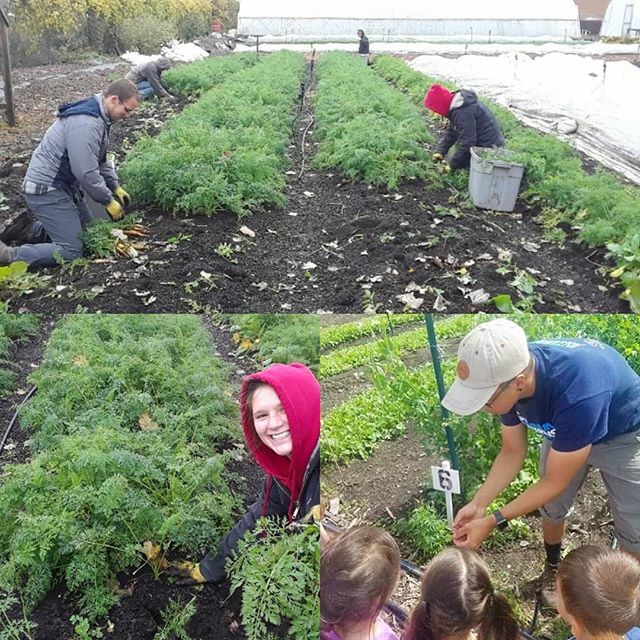 Applications are open for Spring Interns. If you or someone you know is interested in learning more about urban agriculture, our internship program is a great place to start!
.
Interns get hands-on experience in all operations of our small-scale, diversi… ift.tt/31sgd6m