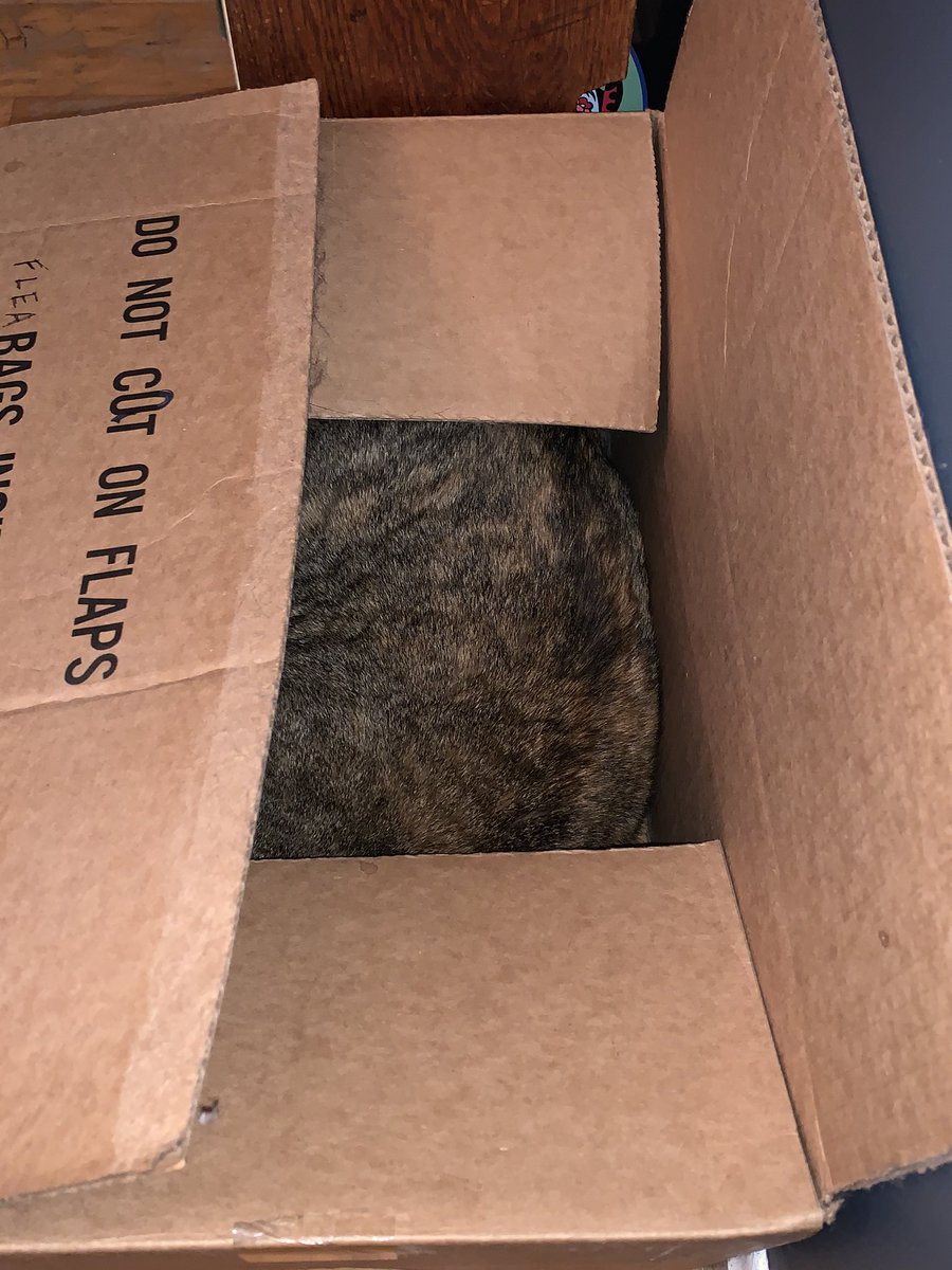 cardboard box with a torbie cat’s back visible through the partially closed flaps.