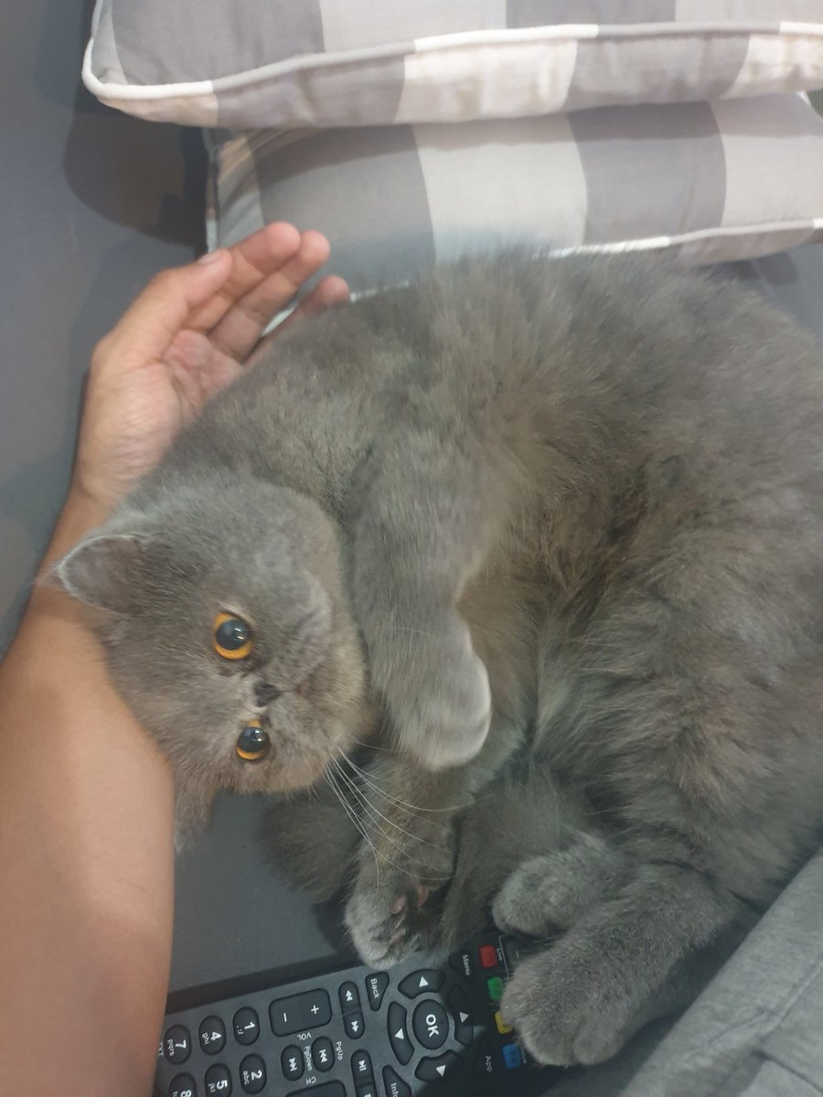 Ananda Soebandono On Twitter Peliharaan Gue Sekarang Kucing Persia Exotic Peak Nose Prambors Dgitm