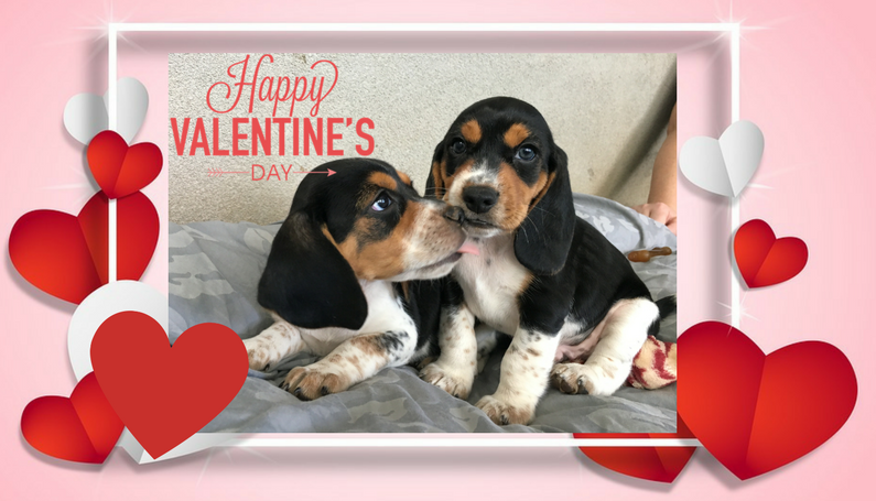 TriBeagles tweet media