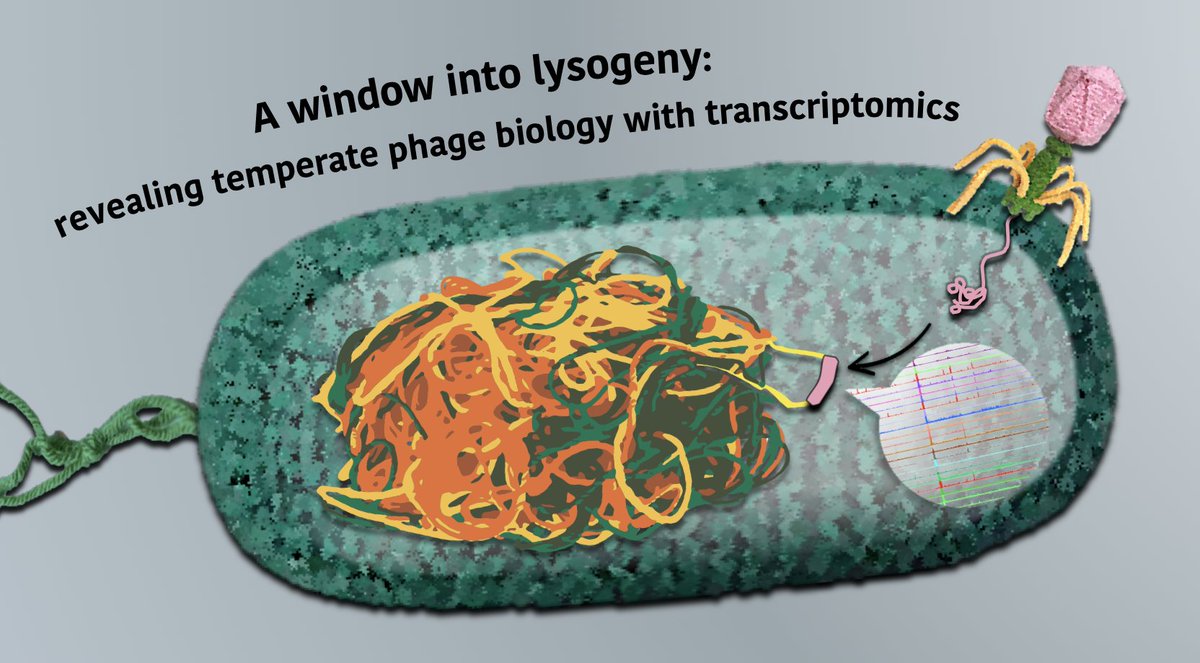 Online today in  #MGen : How we can use transcriptomic data to reveal new temperate phage biology  https://www.microbiologyresearch.org/content/journal/mgen/10.1099/mgen.0.000330 This started with a simple idea and became a nice proof of concept. And one of the last papers from my PhD in  @jay_salsa lab !( a thread  )  @MicrobioSoc