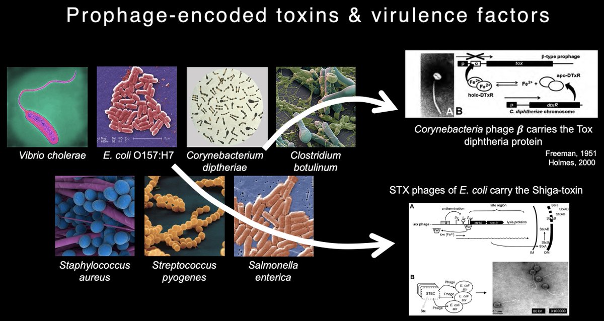 temperate phages can integrate their genomes into the DNA of bacterial hosts and manipulate their biology with new genes (=accessory/moron genes). For example, so many professional bacterial pathogens rely upon prophage-encoded toxins and virulence factors.