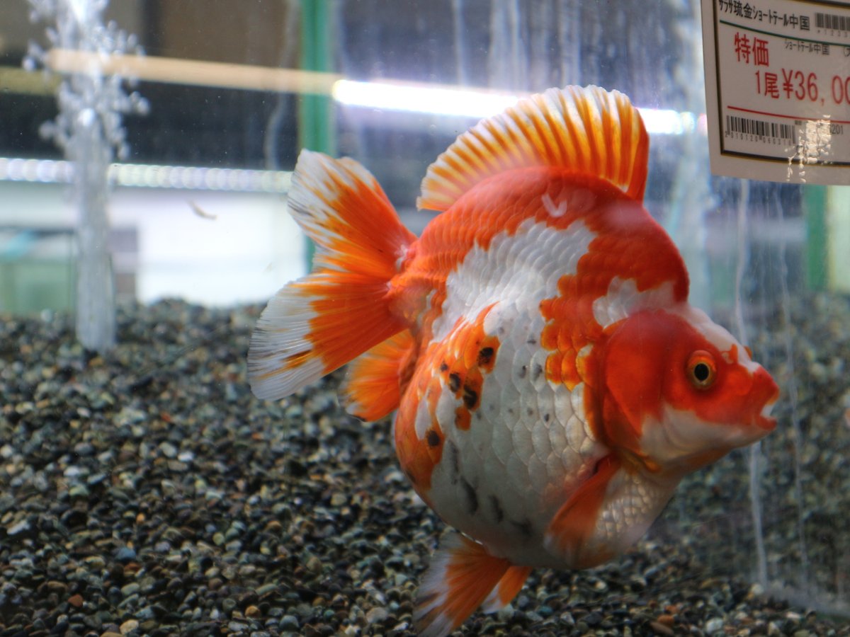 市ヶ谷フィッシュセンター 金魚 على تويتر サラサ琉金ショートテール 中国便 Bigサイズ入荷 人気のショートテールです 1尾特価 で販売してます T Co Rhx5nzvgyh 琉金 琉金ショートテール 中国金魚 サラサ琉金 市ヶ谷 市ヶ谷フィッシュセンター 金魚 على تويتر サラサ琉金ショートテール 中国便 Bigサイズ入荷 人気のショートテールです 1尾特価 で販売してます T Co Rhx5nzvgyh 琉金 琉金ショートテール 中国金魚 サラサ琉金 市ヶ谷