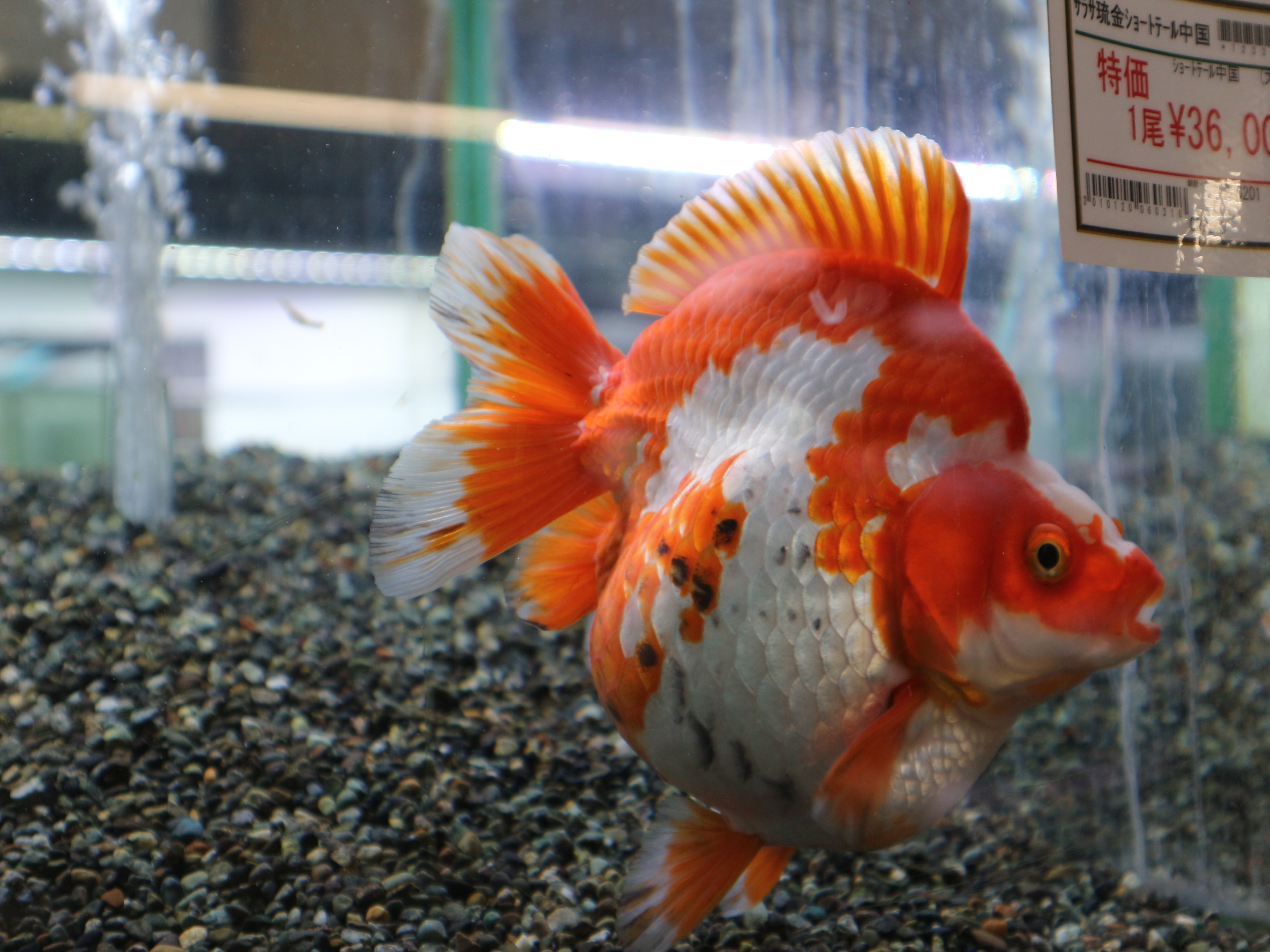 市ヶ谷フィッシュセンター 金魚 サラサ琉金ショートテール 中国便 Biｇサイズ入荷 人気のショートテールです １尾特価 で販売してます T Co Rhx5nzvgyh 琉金 琉金ショートテール 中国金魚 サラサ琉金 市ヶ谷