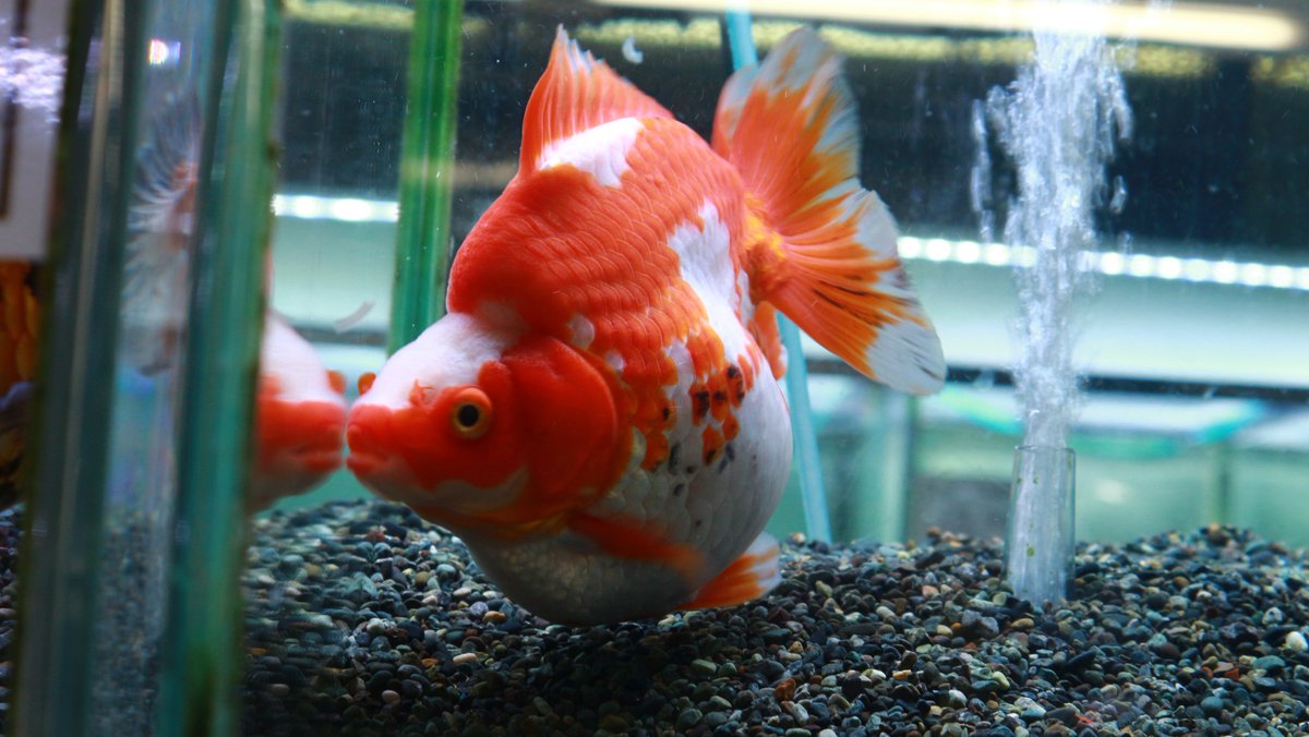 市ヶ谷フィッシュセンター 金魚 على تويتر サラサ琉金ショートテール 中国便 Bigサイズ入荷 人気のショートテールです 1尾特価 で販売してます T Co Rhx5nzvgyh 琉金 琉金ショートテール 中国金魚 サラサ琉金 市ヶ谷 市ヶ谷フィッシュセンター 金魚 على تويتر サラサ琉金ショートテール 中国便 Bigサイズ入荷 人気のショートテールです 1尾特価 で販売してます T Co Rhx5nzvgyh 琉金 琉金ショートテール 中国金魚 サラサ琉金 市ヶ谷