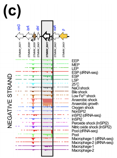 These genes are very likely to be new prophage accessory genes, modulating the biology of Salmonella in unknown ways. E.g.look at this gene, which is specifically up-regulated in anaerobic conditions, suggesting its function in low-oxygen environments (like parts of the GI tract)