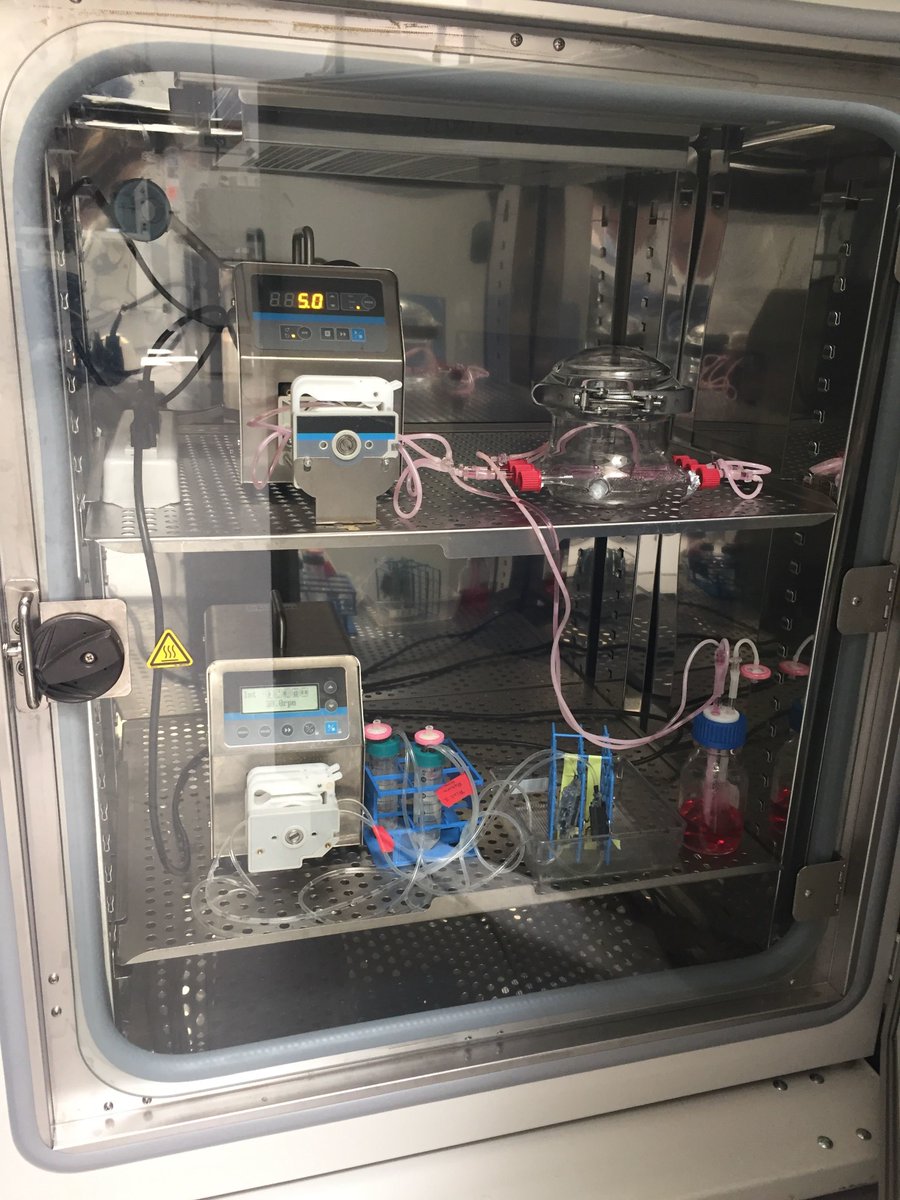 Our #Bioreactors are working hard in the incubator growing human tissues! Soon enough we will be ready for #human #organTransplant! What are you doing?

#TissueEngineering #CellCulture #Biology #Science #RandD  #3DCellCulture #biotech  #TissueRegeneration #OrganTransplant