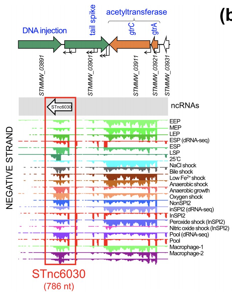 But of course, prophage accessory loci don't only contribute to pathogenesis. Many are known to mediate resistance to other infecting bacteriophages. Using our transcriptomic approach, we detected a novel prophage-encoded anti-sense RNA that functioned in phage exclusion