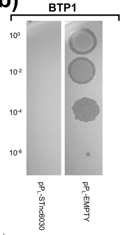 But of course, prophage accessory loci don't only contribute to pathogenesis. Many are known to mediate resistance to other infecting bacteriophages. Using our transcriptomic approach, we detected a novel prophage-encoded anti-sense RNA that functioned in phage exclusion