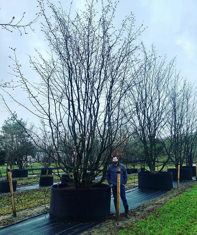 treesourceco's tweet image. #amelanchierlamarckii #treesourcing ift.tt/2GUO7Yd