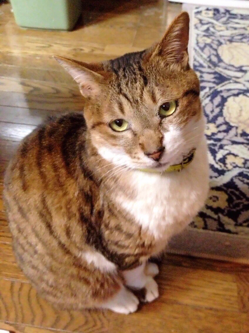 いもちゃん（ねこ）が永眠・最後まで一緒にいてくれてありがとう！！！