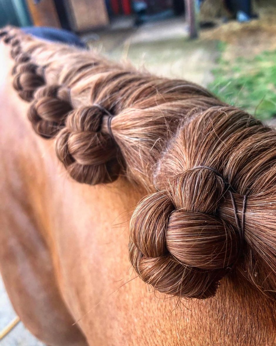‘Small details make perfection, but perfection is no small detail.’ ~ Michelangelo ✨

Stunning plaits by @wilsoneventing

-

#smartgrooming #perfectplaits #horseplaits #horsebraids #horseriding #equine #equestrian #horsenation #horselove #horselife #horsegroom #horsegrooming