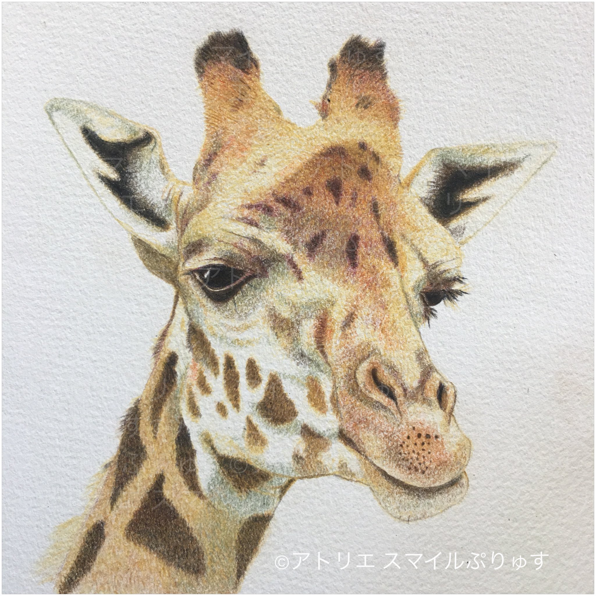 色鉛筆画 カランダッシュ色鉛筆スプラカラー単色]062 Venetian red | 額縁