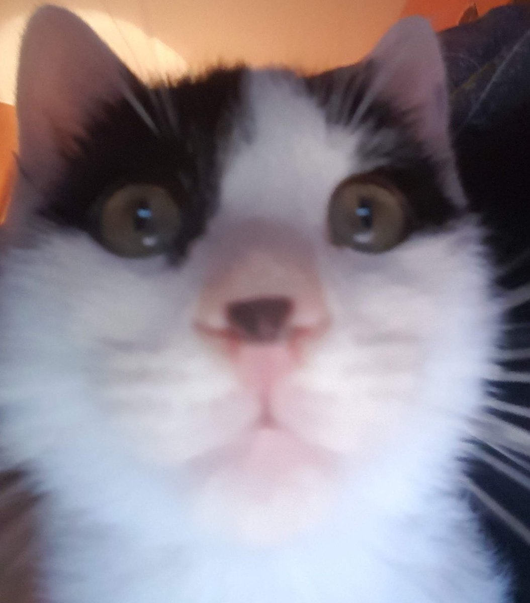Chaplinchat's tweet photo. Bonjour,
Pour les 200 beaux nez, je fais le concours !
Les règles :
🐾 être un potinanimos et avoir son compte.
🐾 être mon a beau nez.
🐾 mettre en dessous le selfie ou la photo qu'on voit ton nez.
Fin de le concours le 09/02 inclus. https://t.co/MJEgZZbr8p